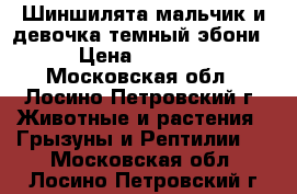 IШиншилята мальчик и девочка темный эбони › Цена ­ 1 500 - Московская обл., Лосино-Петровский г. Животные и растения » Грызуны и Рептилии   . Московская обл.,Лосино-Петровский г.